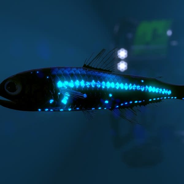 Glowing lanternfish